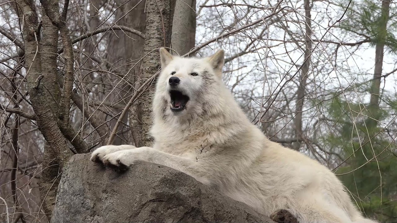 Thirty-three Wolves Howling