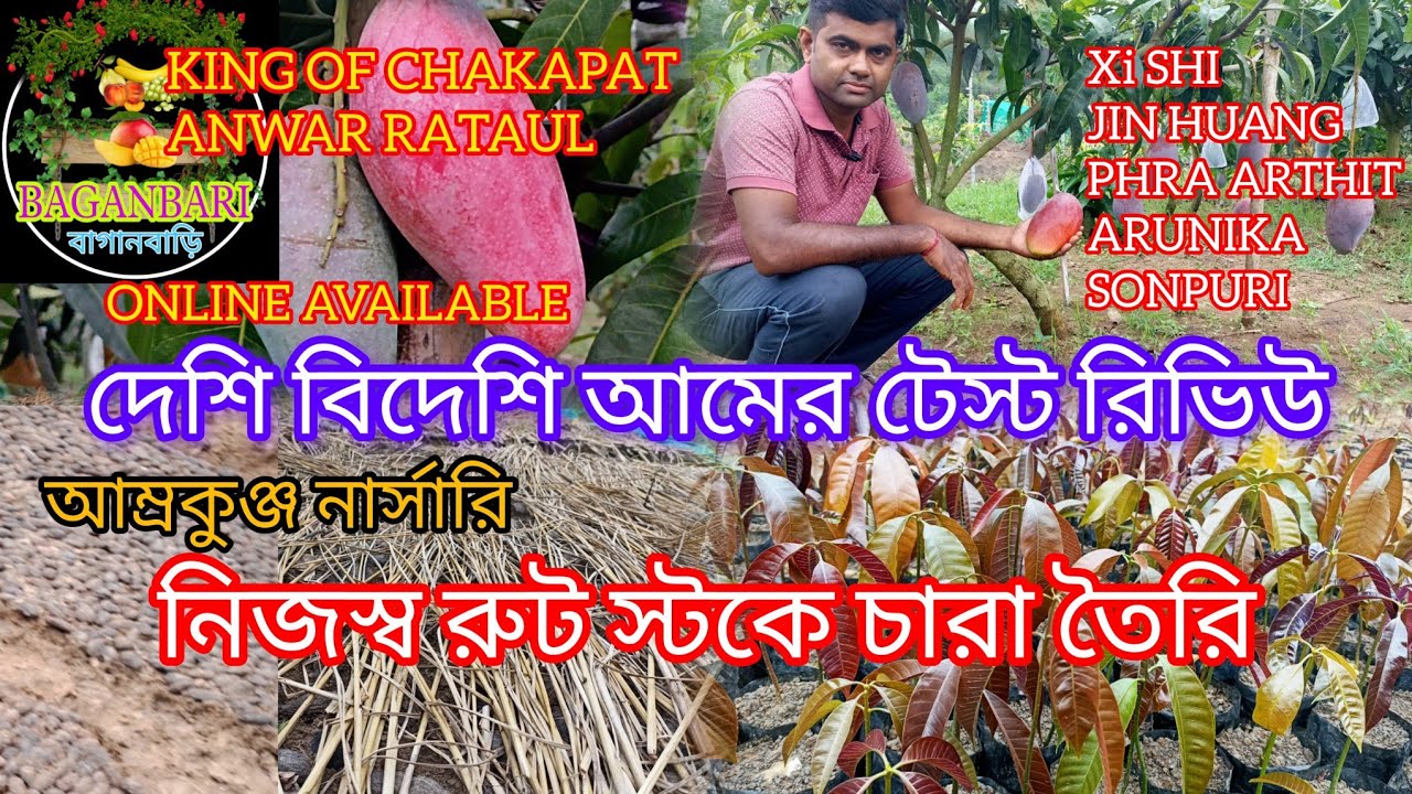 দেশি বিদেশি আমের টেস্ট রিভিউ// নিজস্ব রুট স্টকে চারা তৈরি করা হচ্ছে।। আম্রকুঞ্জ নার্সারি।।