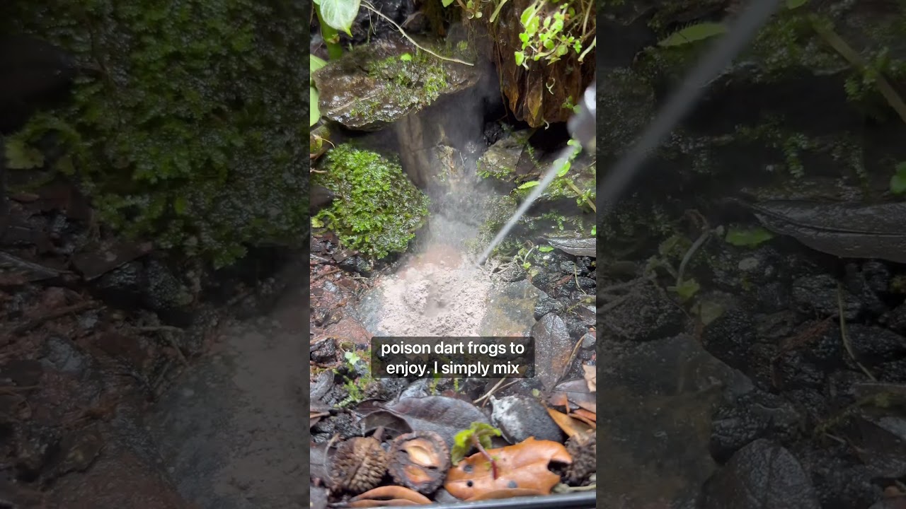 My Poison Dart Frog Terrarium Was Growing Out Of Control! #youtubeshorts #fyp #dartfrog