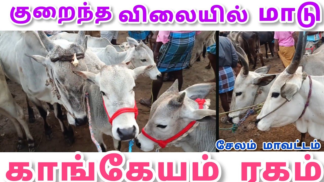 இந்த வார ஸ்பெஷல்! | காங்கேயம் மாடு மலிவான விலையில் | மிஸ் பண்ணாதீங்க!#cow #kangeyam#jallikattu
