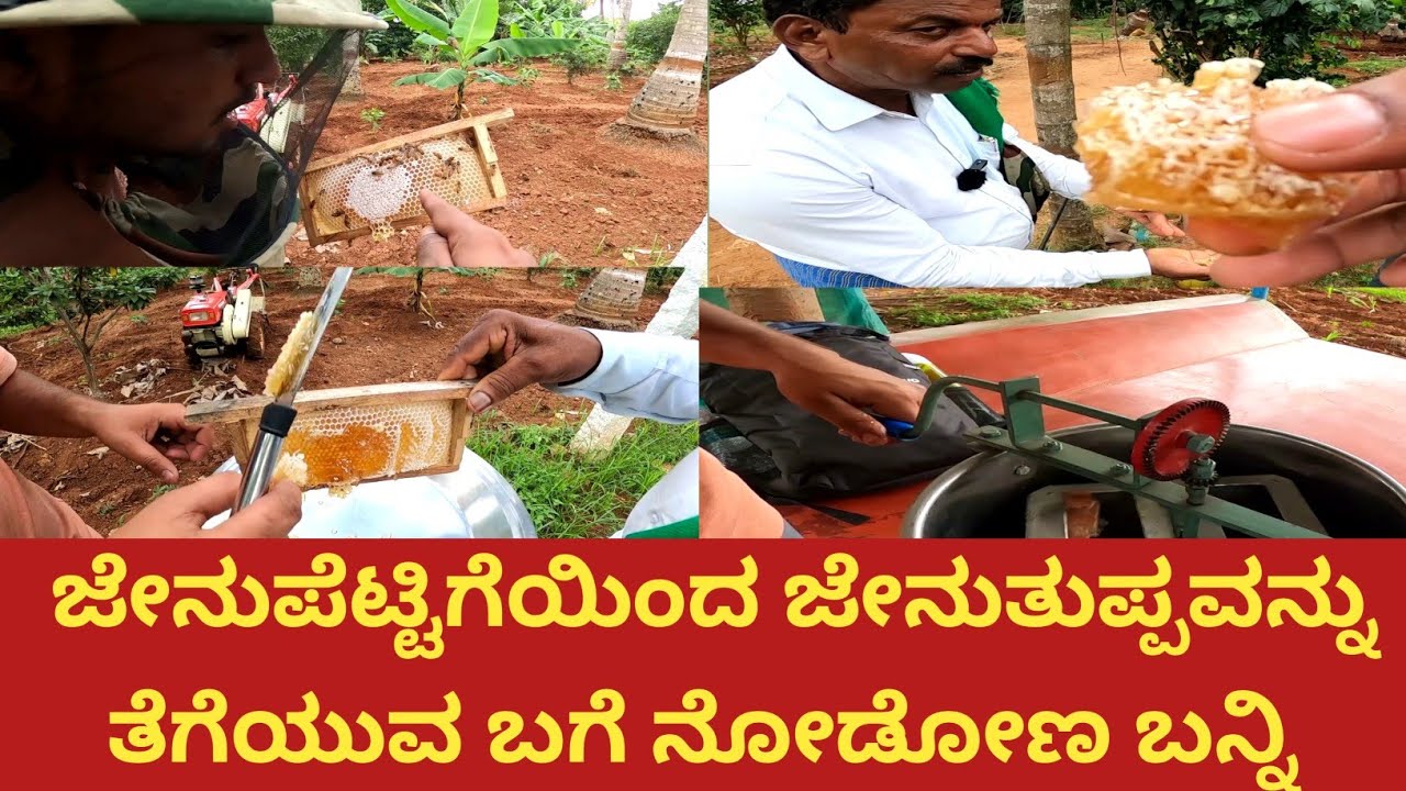 ಜೇನು ಪೆಟ್ಟಿಗೆಯಿಂದ ಜೇನನ್ನು ತೆಗೆಯುವುದು ಹೇಗೆ.. ಪ್ಯೂರ್ ಜೇನುತುಪ್ಪ ನೀವು ತಿನ್ನಬೇಕಾದರೆ ನಿಮ್ಮ ತೋಟದಲ್ಲಿ ಜೇನು..