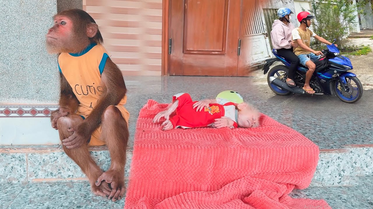 This Will Melt You! CUTIS Spends 24 Hours at Home Caring for the Baby Monkey