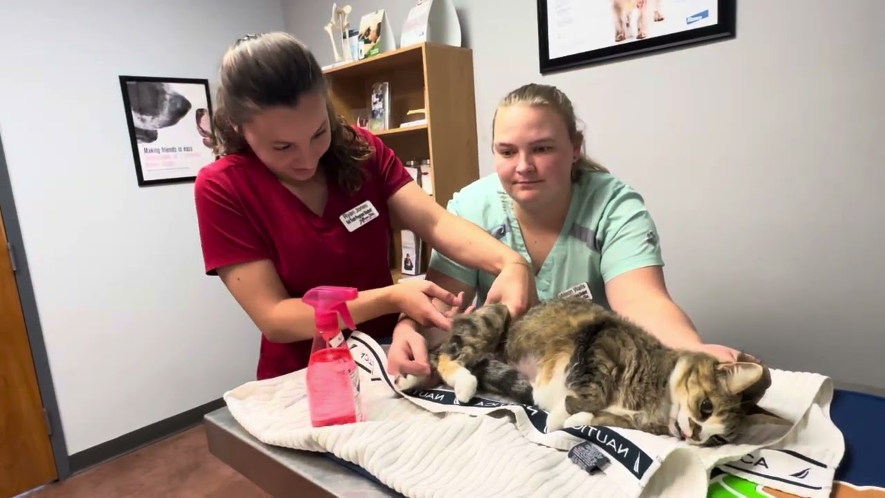 Administer Intramuscular Injection on Feline