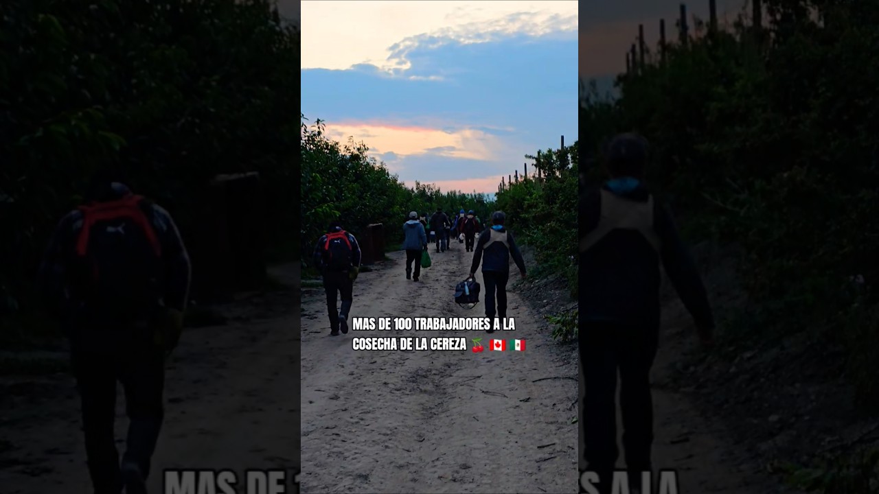 MAS DE 100 TRABAJADORES A LA COSECHA DE LA CEREZA 🍒 🇨🇦 PURO MEXICANO 🇲🇽 