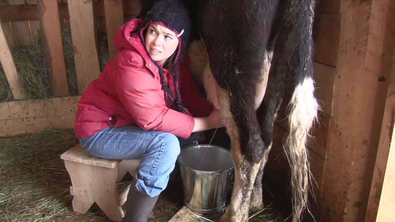Milking the Cow