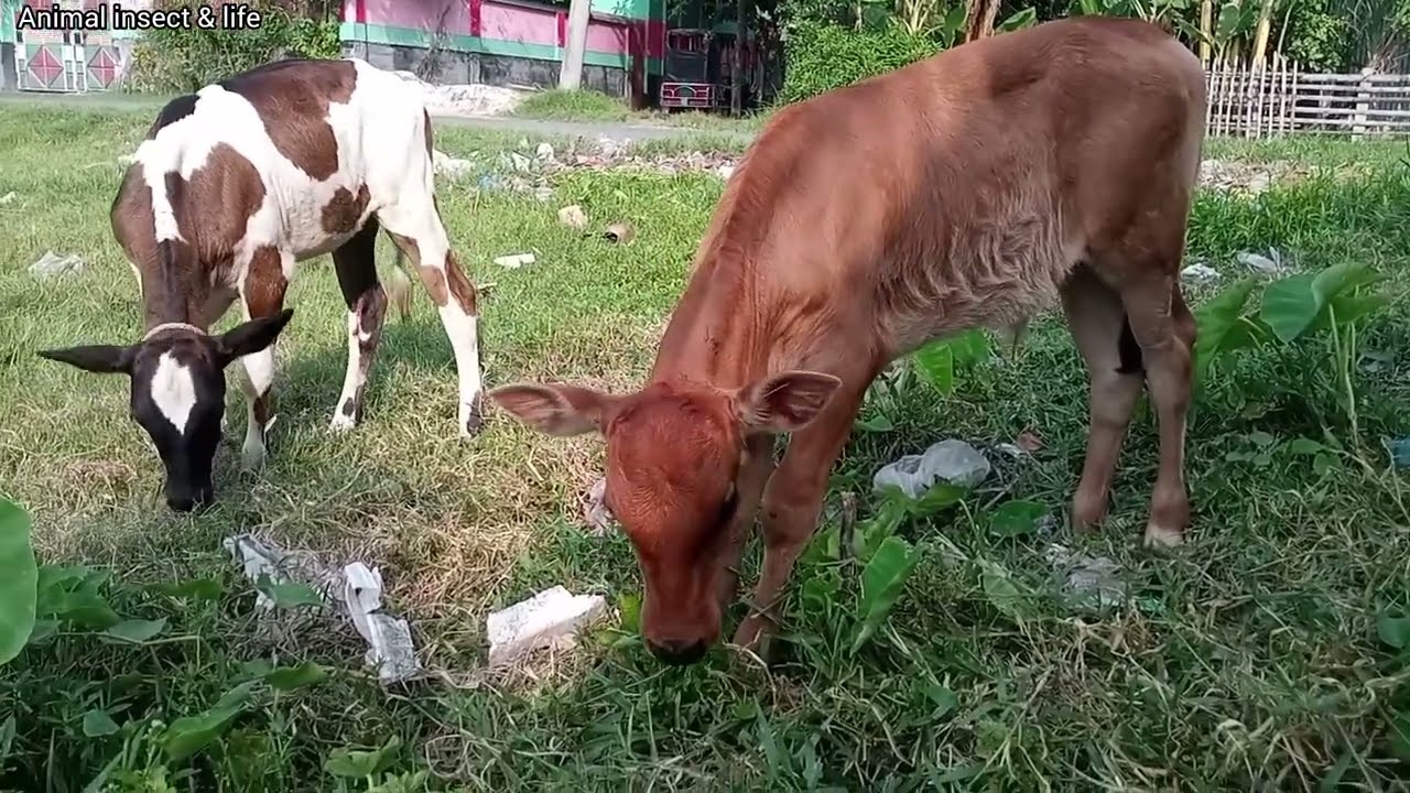 my village animals video