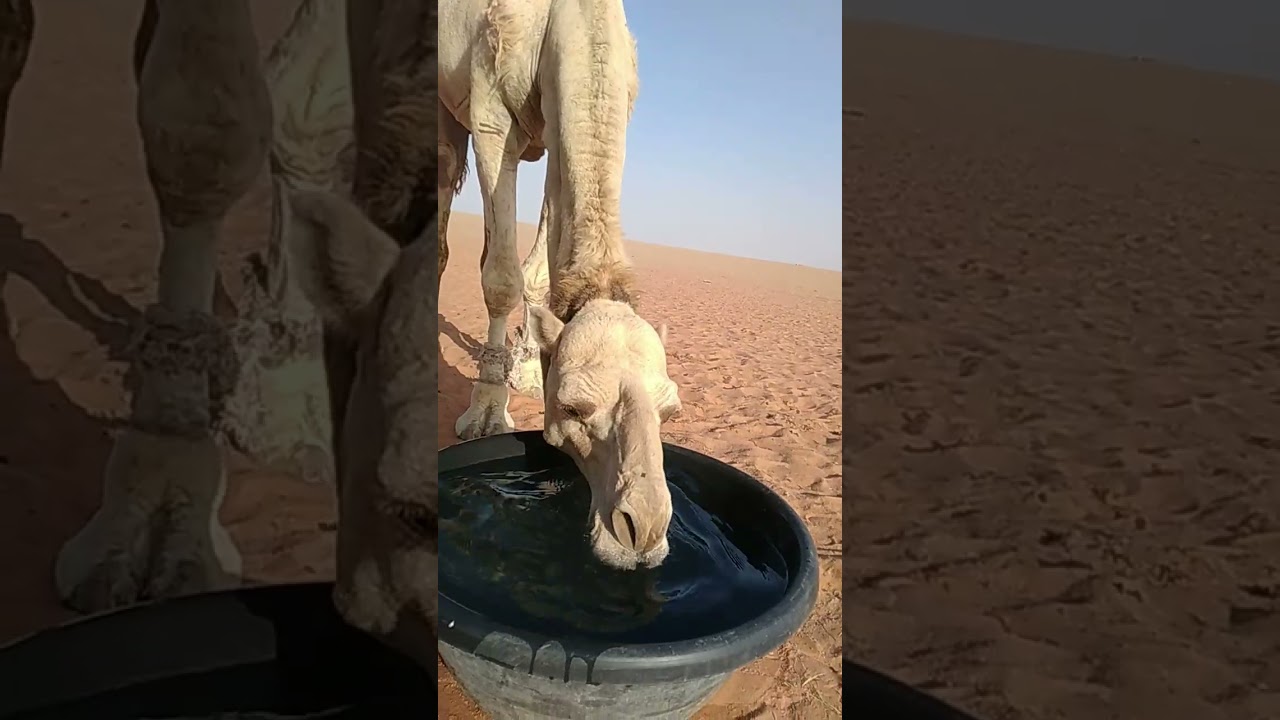 Big male camel drinking water short