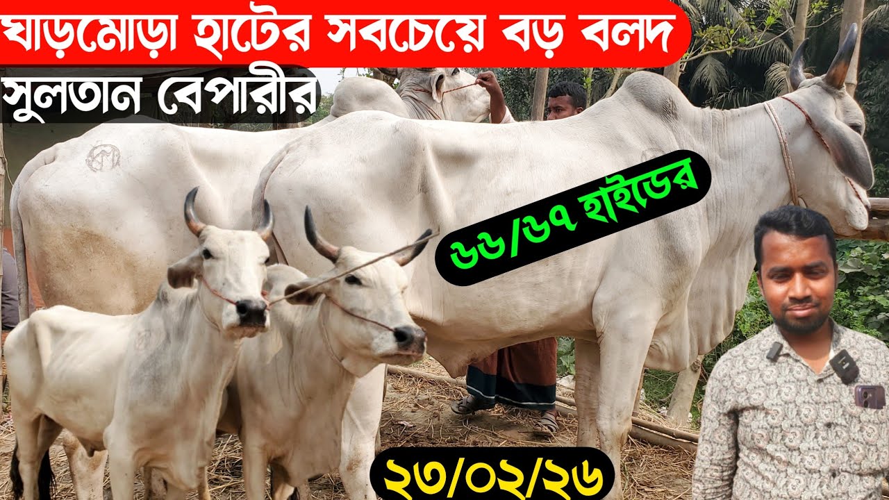 ২৩/০২/২৬@ ঘাড়মোড়া হাটে ৬৬/৬৭ ইঞ্চি লম্বা বলদ গরু সুলতান বেপারীর তাক লাগার মতো বলদ গরু 