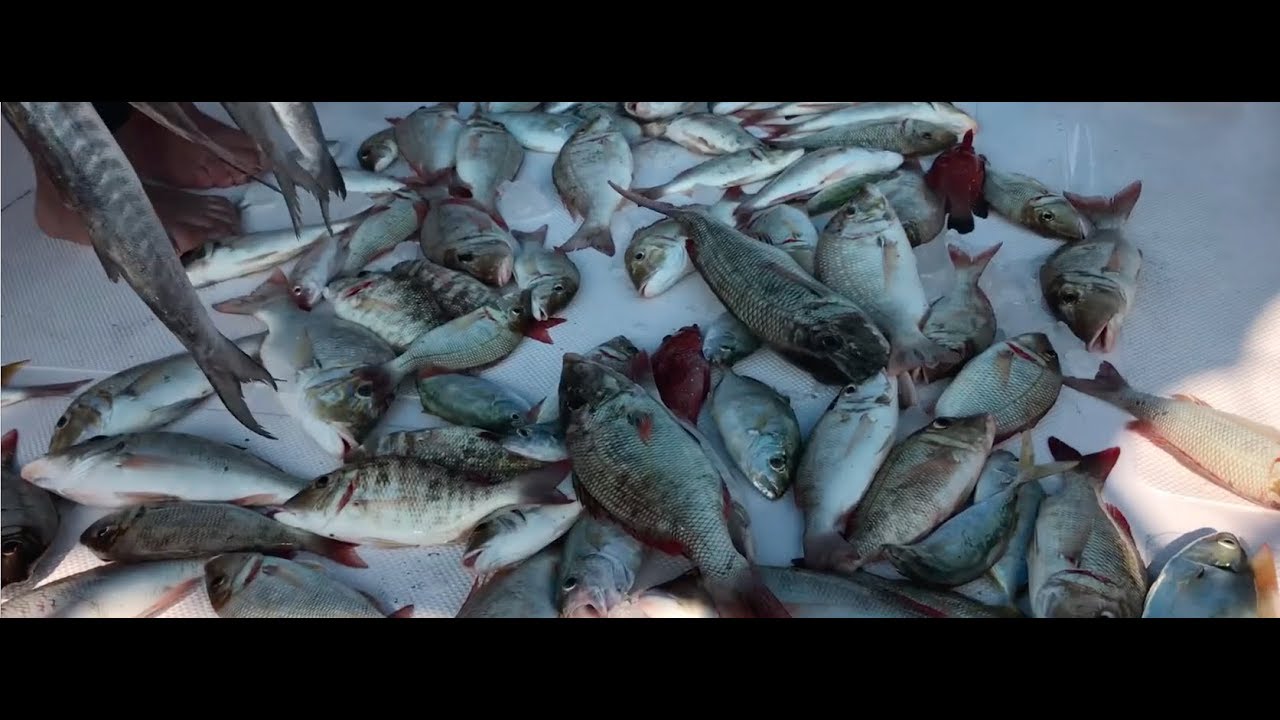 السمك الطازجFresh Fish (cook your catch)