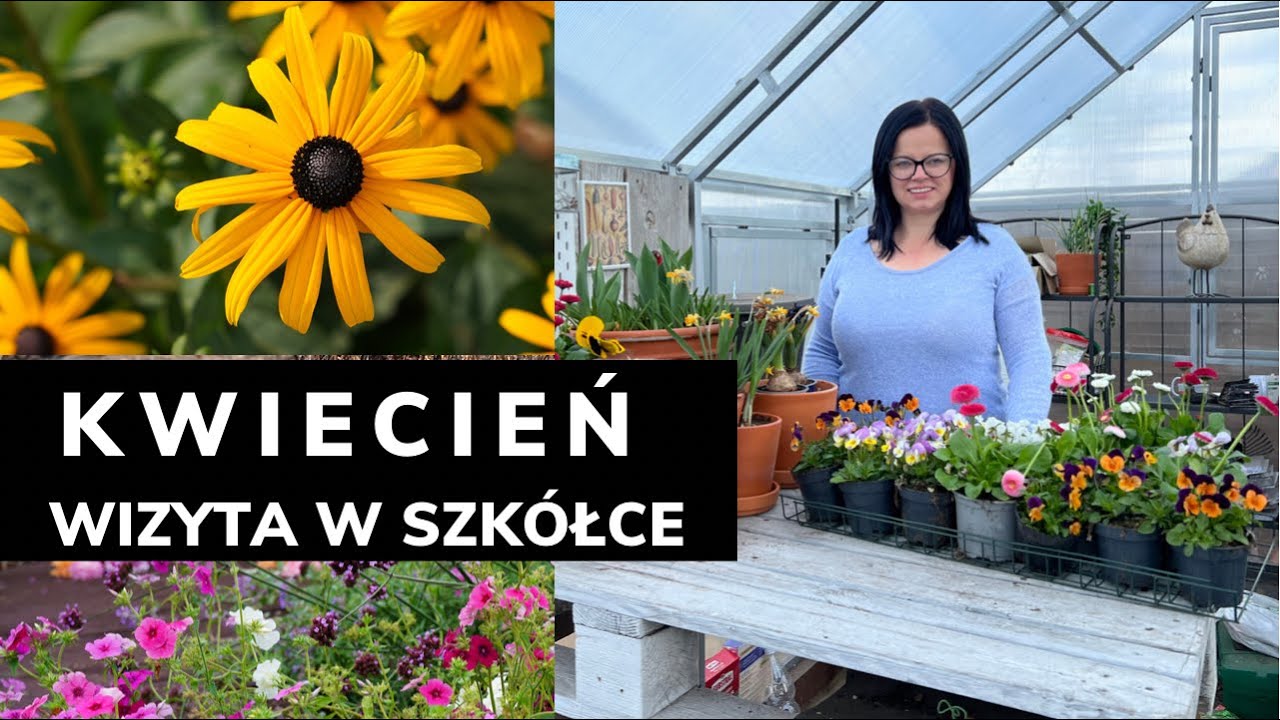 Wizyta w szkółce. Pierwsze kwiaty doniczkowe. Bratki i stokrotki . Ogrodnictwo z Kasia in
