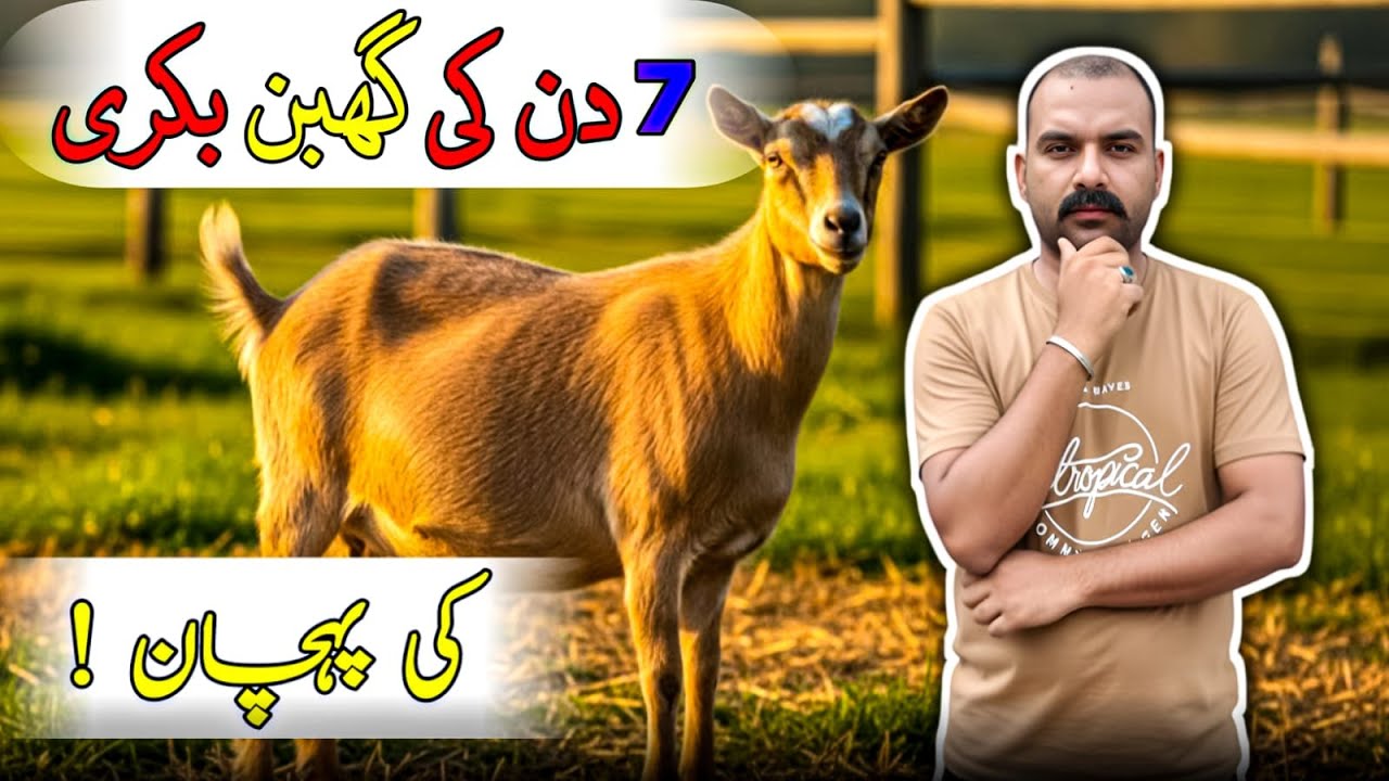 7 Din Ki Ghabhan Bakri Ki Pehchan | Early Pregnancy Signs | Goat Care Official