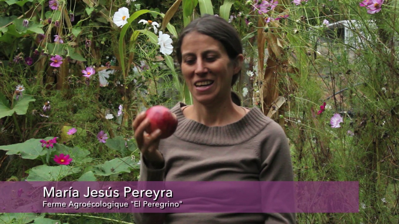 Cueillette de Pommes Bio à Mendoza