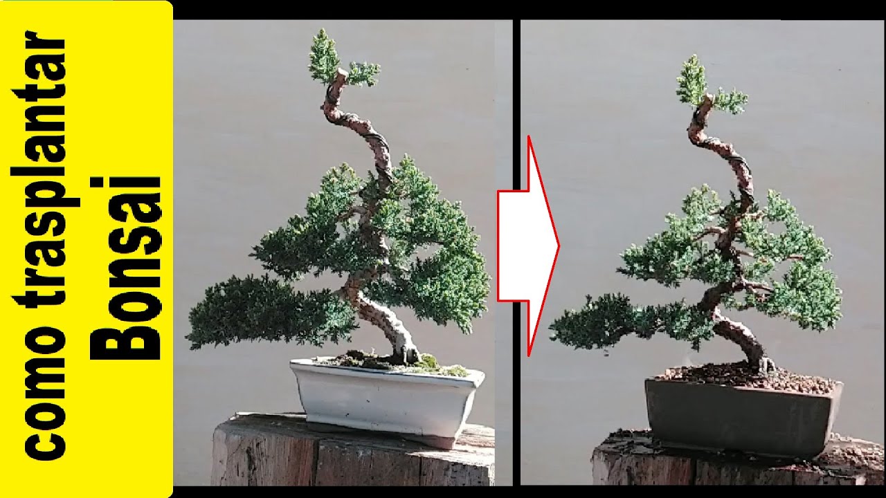 Trasplantar Sonare bonsai. Juniperus procumbens nana