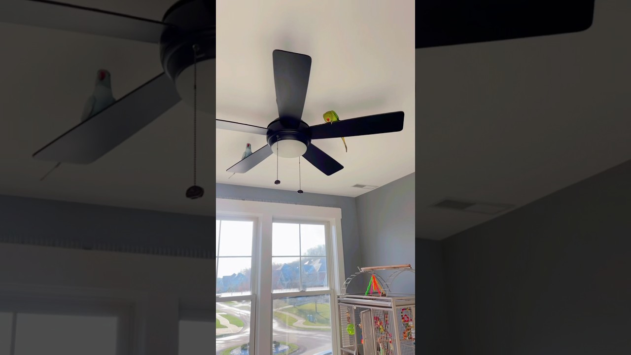 Welcome to the BIRD ROOM 🦜🕊️🐤 