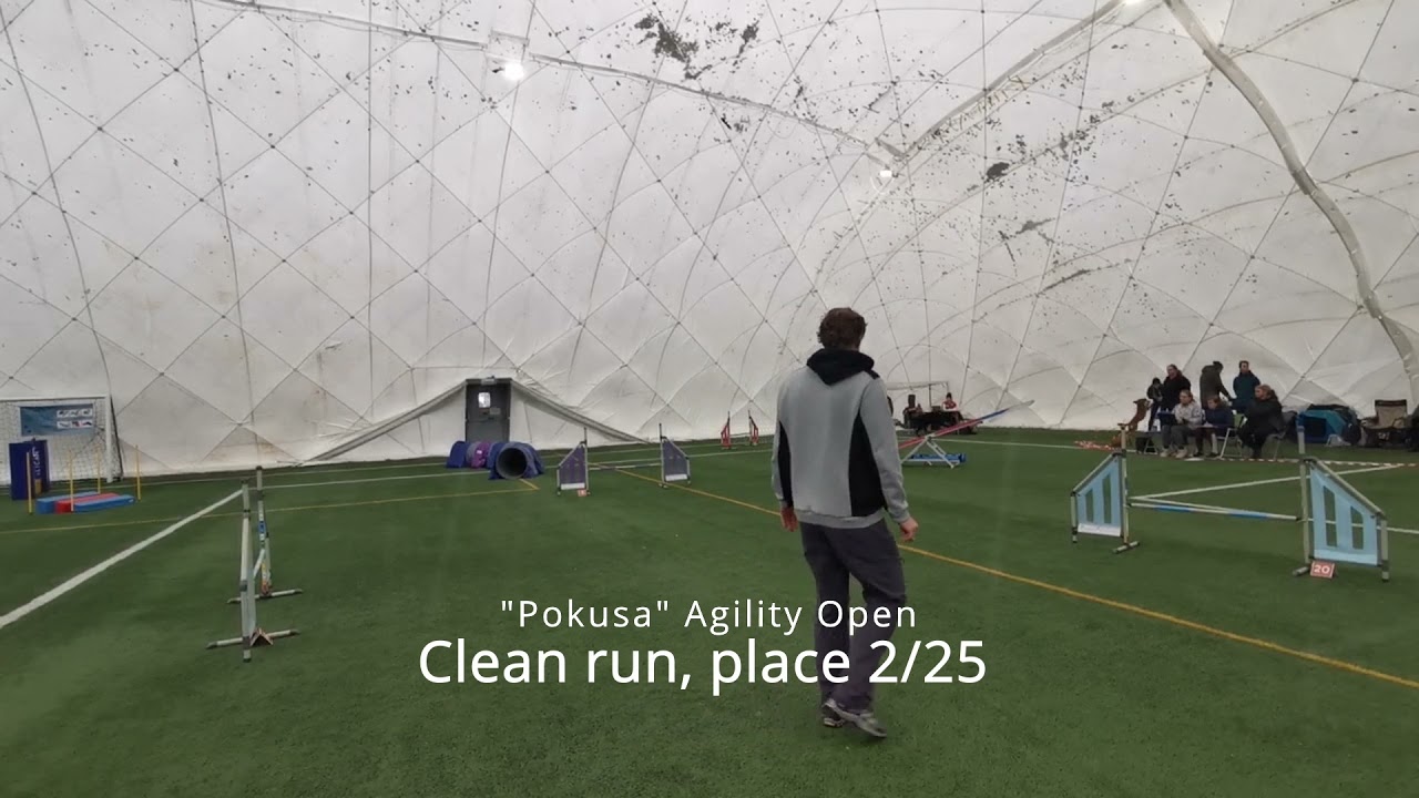 Misha Top Agility Dog 2021