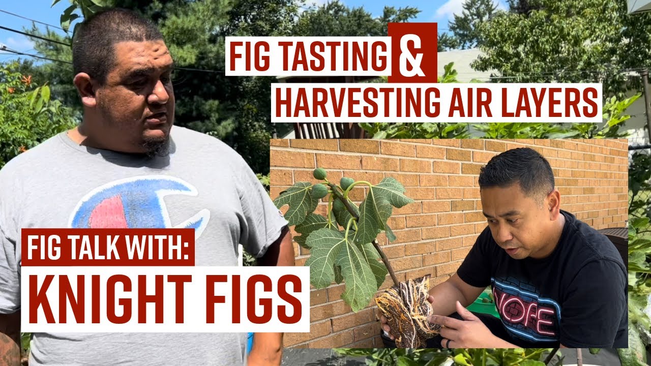 FIG TALK w/ @Knight Figs // Fig TASTING w/ CCTwins // Harvesting AIR LAYERS // #figs #gardening