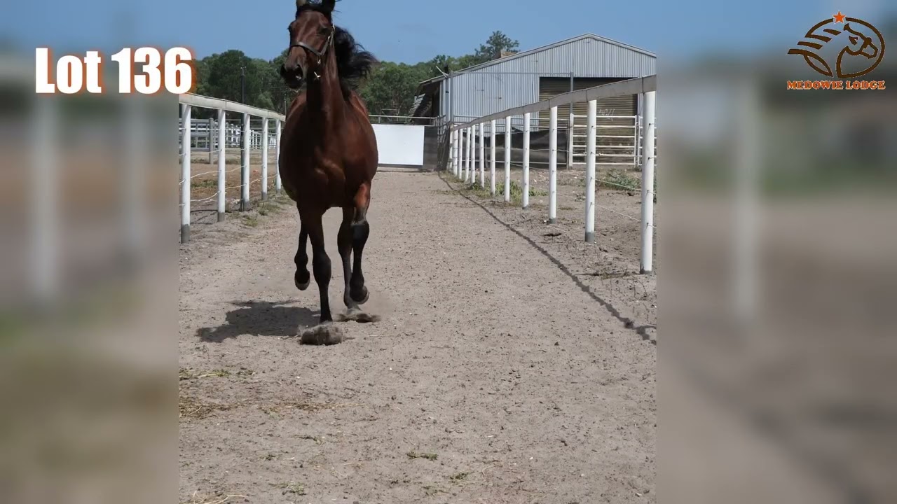 Lot 136 CAPTAINTREACHEROUS / PRECOCIOUS STRIDE USA YEARLING FILLY