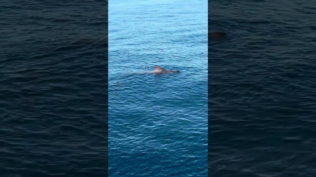 La Balene Tenerife Adeje 