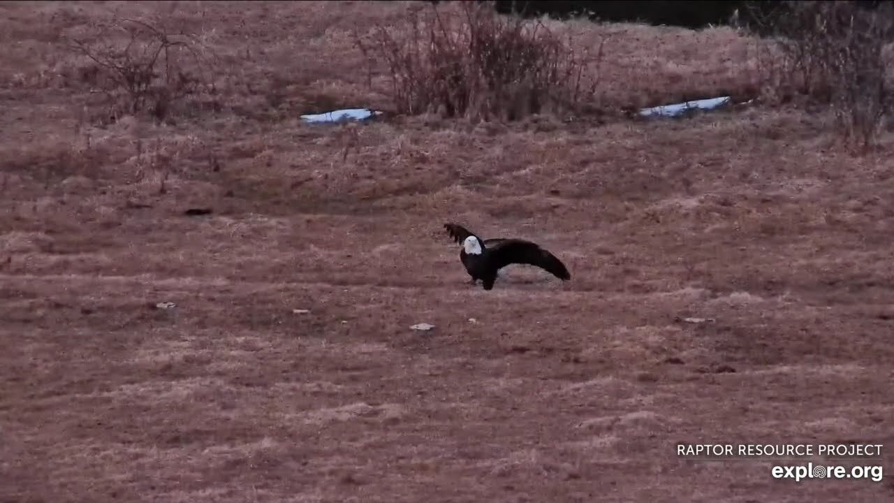 Mr North By Water - Decorah North Nest (Cams Powered by Explore.org)