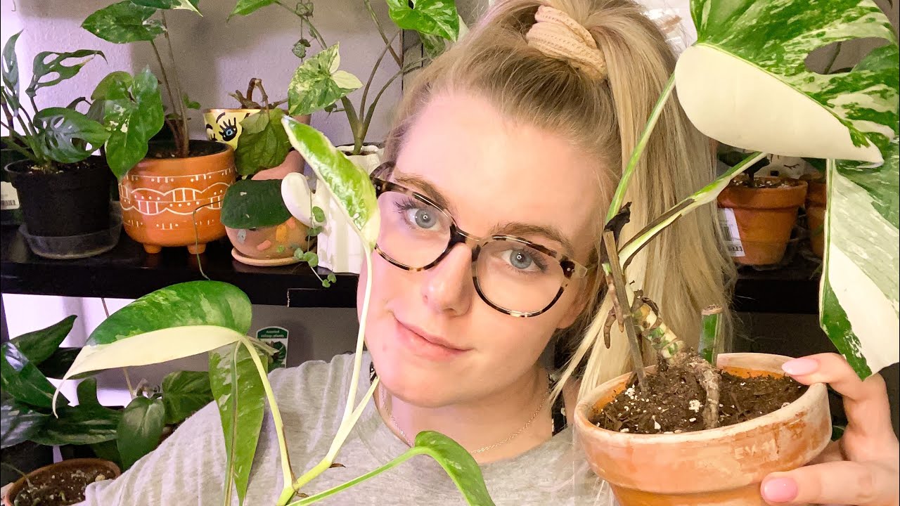 How To Keep Your Albo Houseplants From ‘Melting'! How to Harden House Plant Leaves!