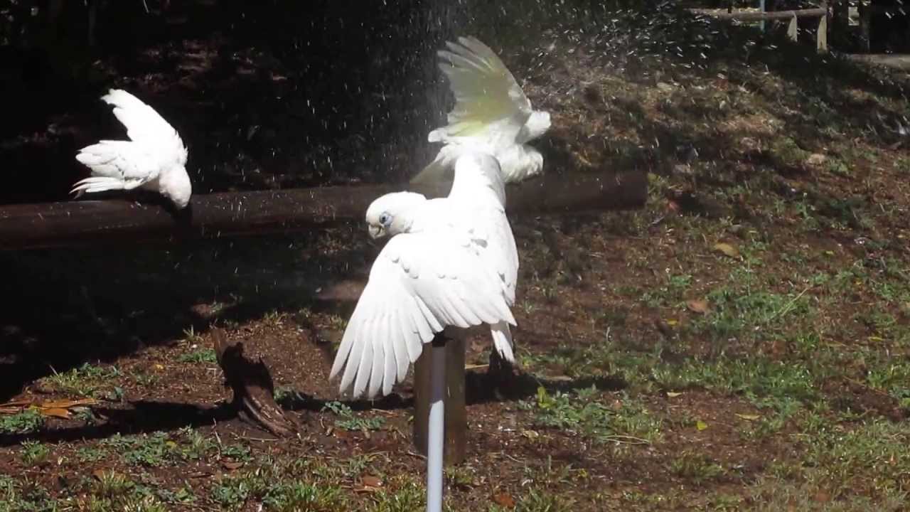 Corella's Enjoying the Sprinkler System