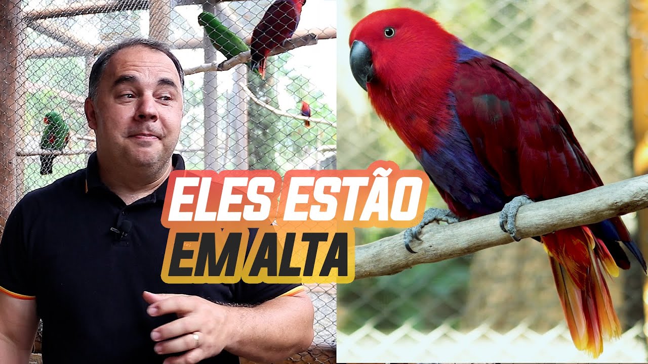 PAPAGAIO ECLETUS: PREÇO EM 2023