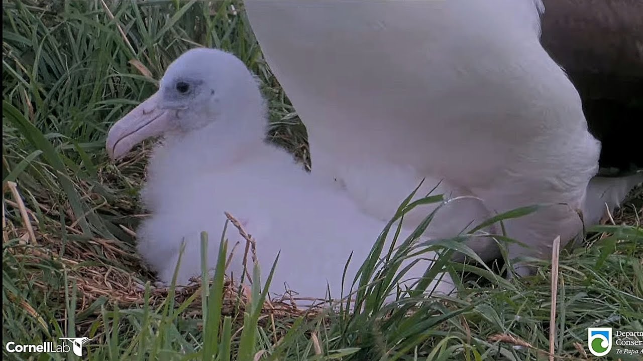 Royal Albatross - Adorable little Plateau chick with mum BOK ❤️