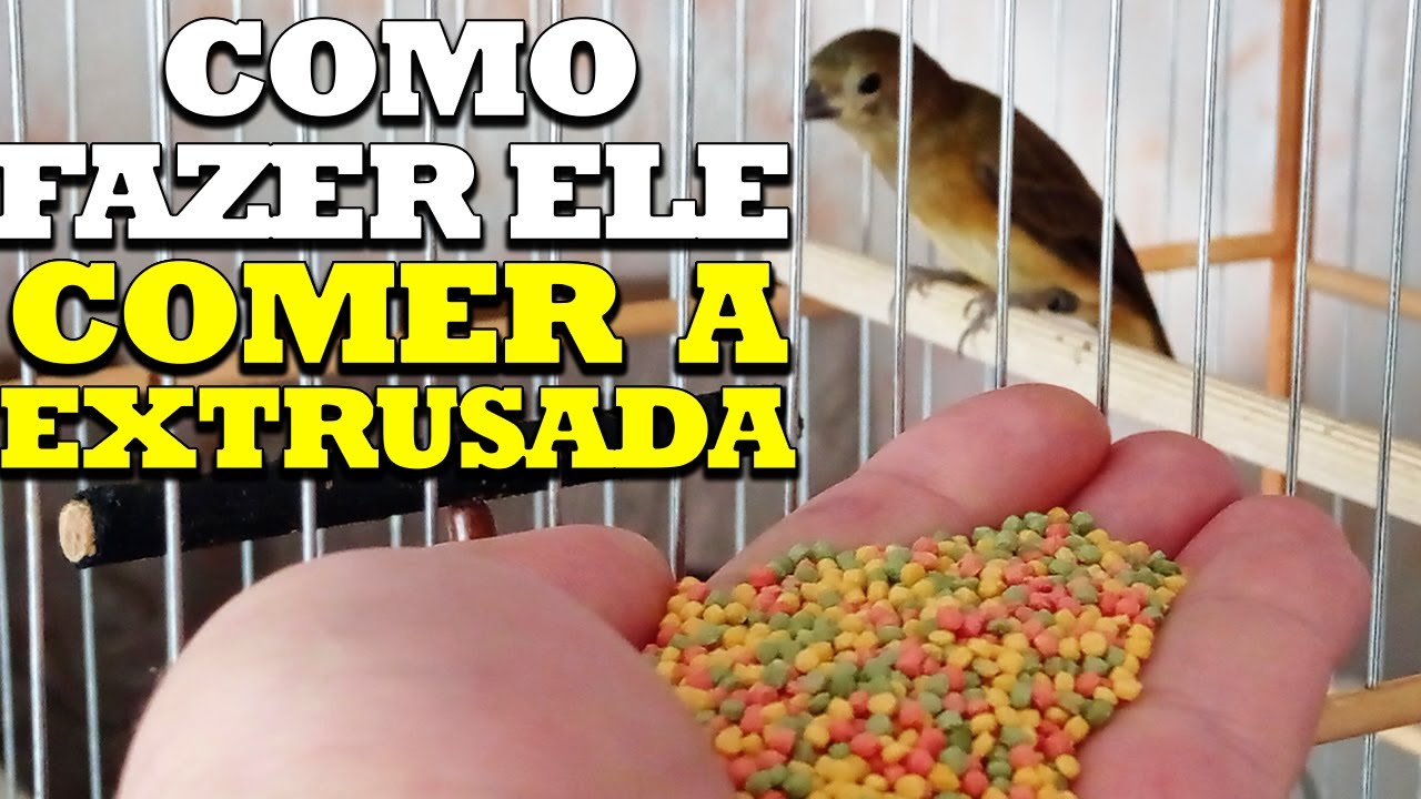 COMO FA&Ccedil;O PAPA-CAPIM PARDO COMER EXTRUSADA