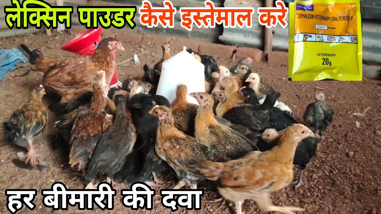 lixen powder kaise use karea | lixen powder uses in poultry