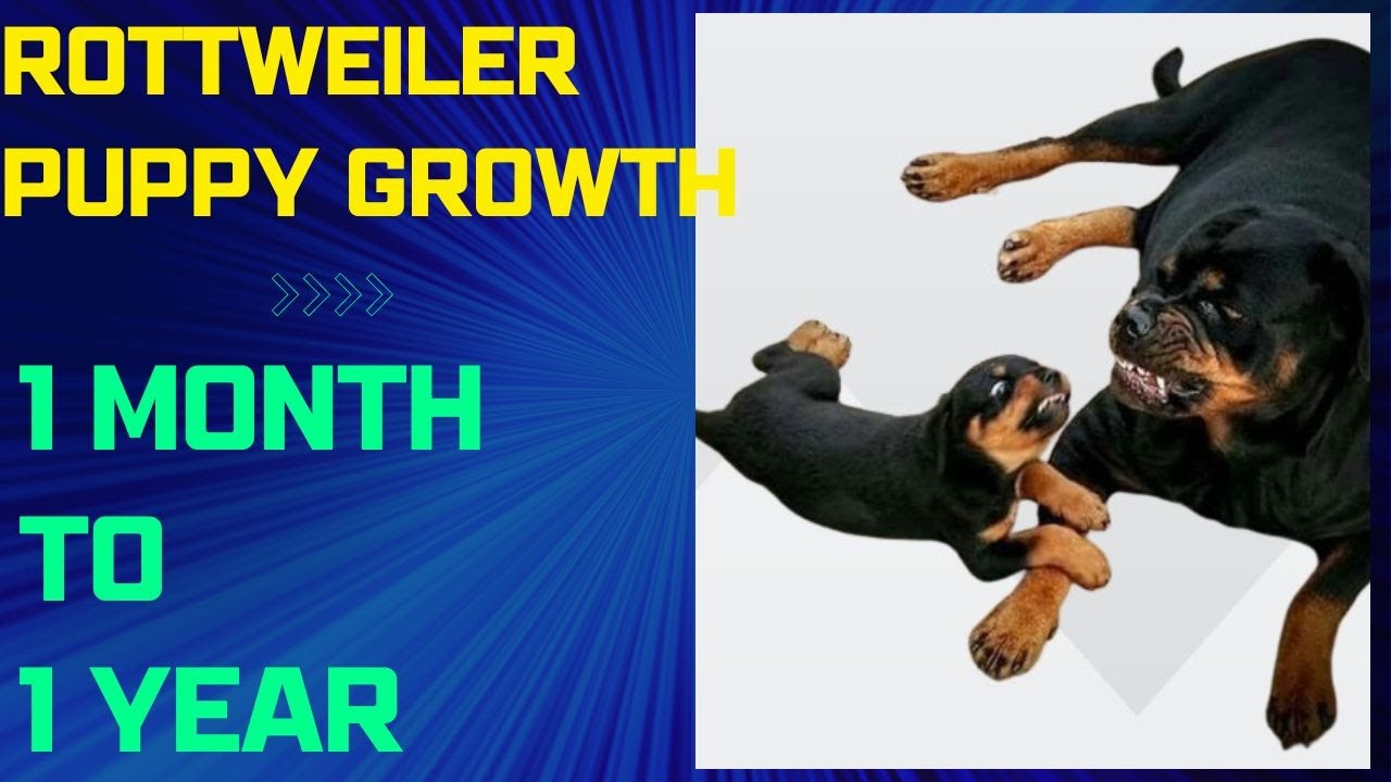 Rottweiler Puppy Growth 1 Month To 1 Year