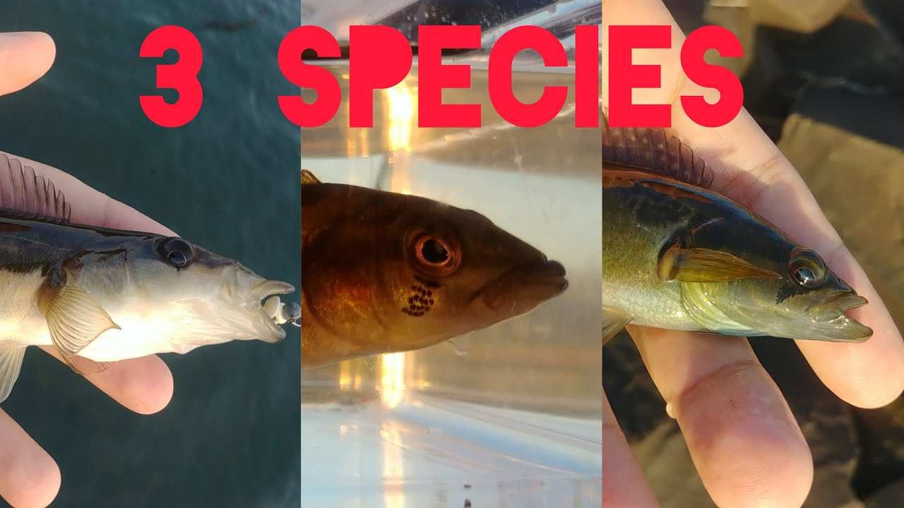 Pike cichlid fishing slam