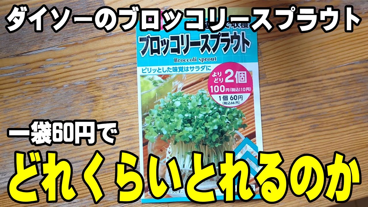 【疑問】ダイソーのブロッコリースプラウト種！１袋60円でどれくらい収穫できるのか