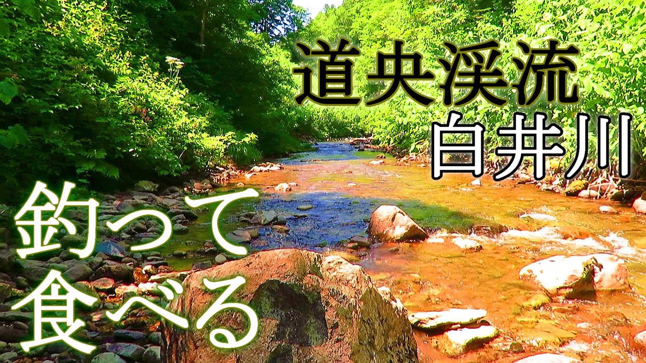 【道央渓流】豊平川支流白井川でヘビを狩って薬草を採った話