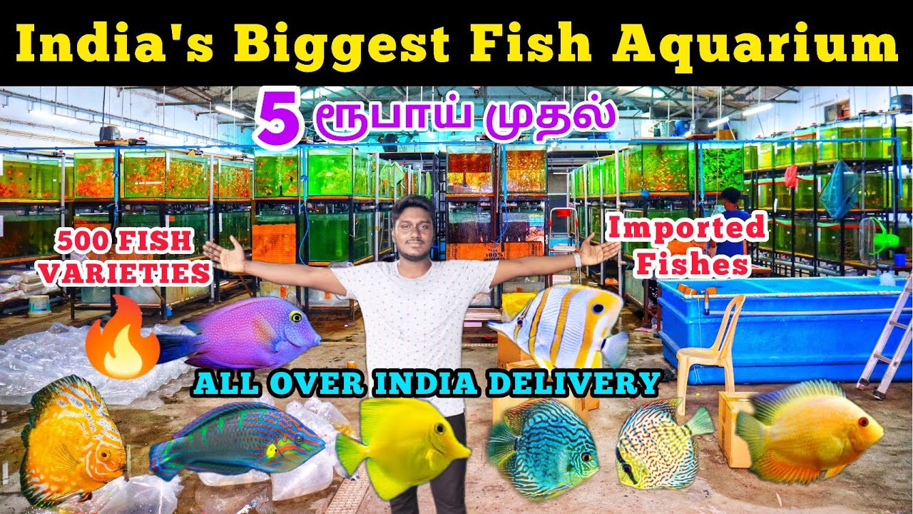 Fish Aquarium | Chennai's Biggest EXOTIC Fish Farm🎉#kolathurfishmarket #fishfarm #acqazoo