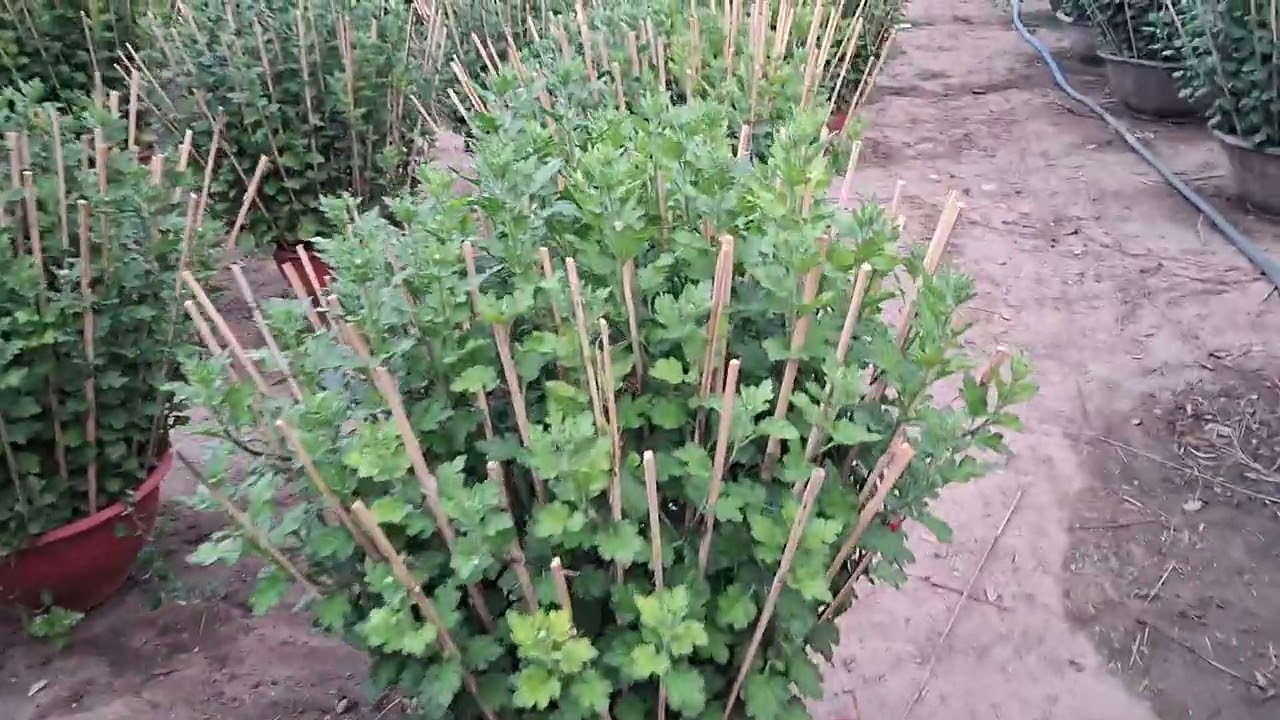 Chăm sóc các loại hoa đúng dịp tết
