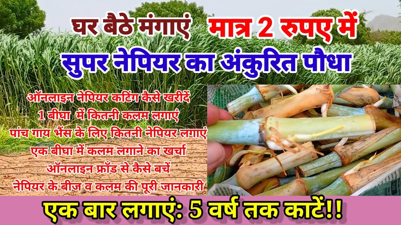 सुपर नेपियर ग्रास का बीज कटिंग कहां मिलेगा। कब व कैसे लगाएं। प्राइस रेट। हरा चारा घास की खेती seed