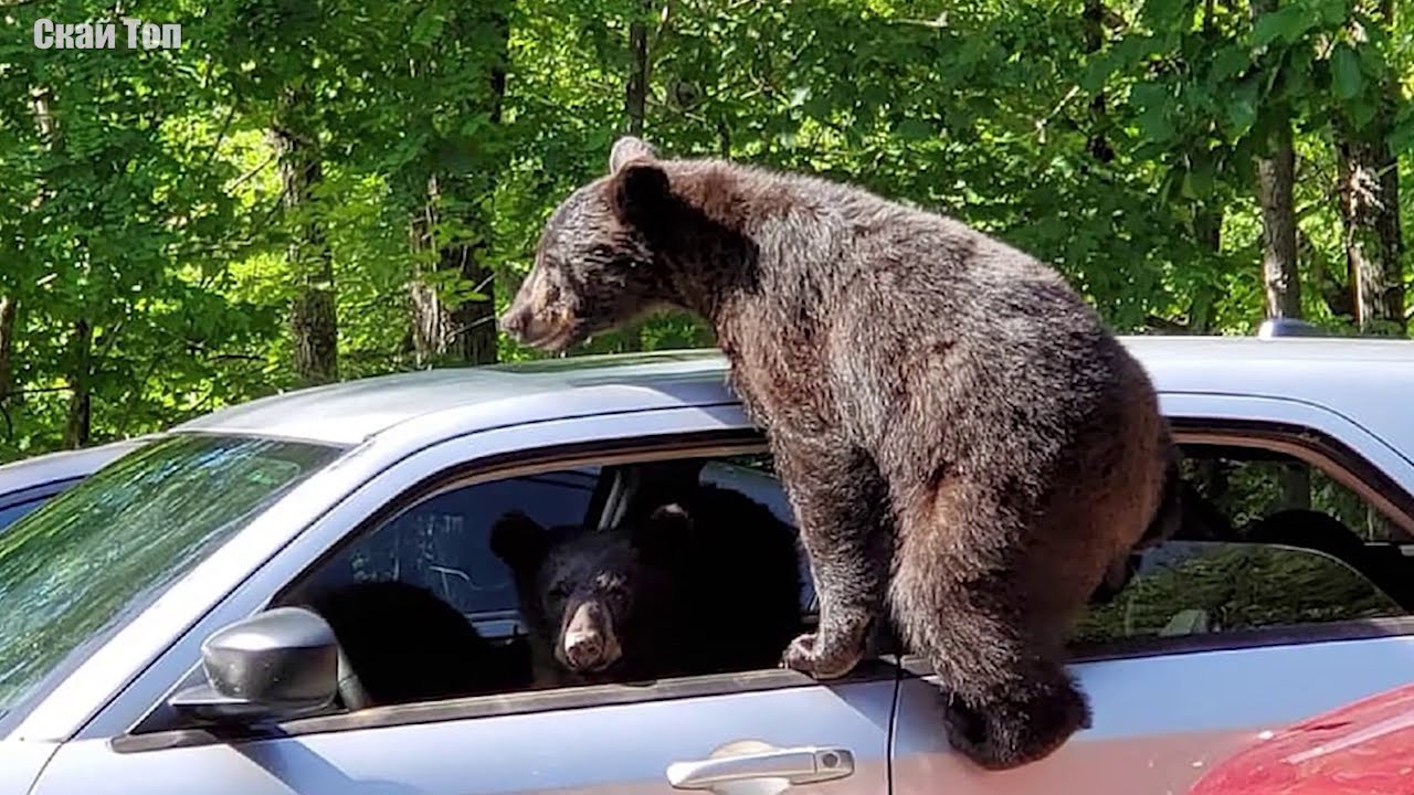 Удивительные случаи с МЕДВЕДЯМИ, снятые на камеру