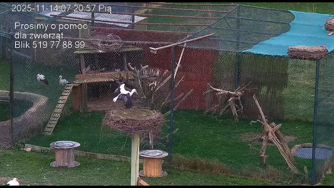 Klekusiowo ~ Klekotka Junior fruuu do gniazda M-3! 🪽💖🪽