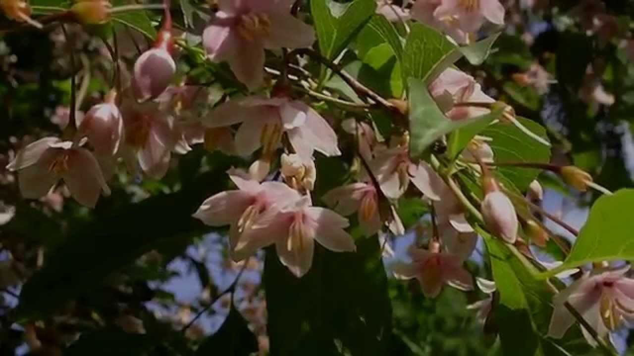 Styrax japonica 'Pink Chimes' (Pink-flowered Snowbell Tree)