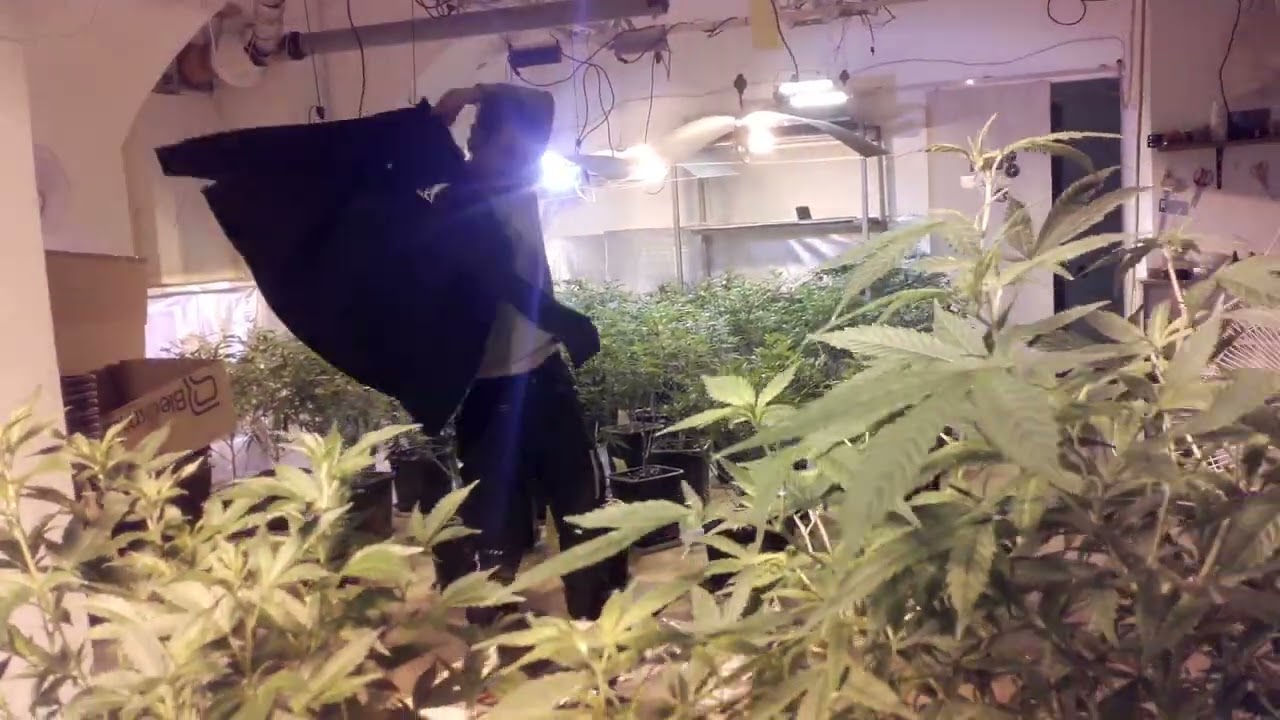 Green House Seeds & Green House Feeding