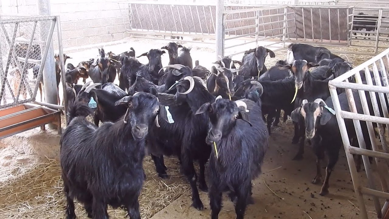 مشروع تحصين وتربية الثروة الحيوانية