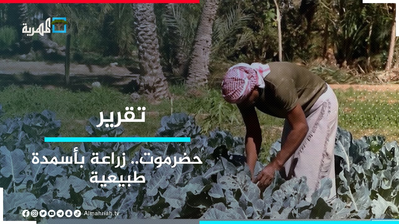 حضرموت.. نموذج لإنتاج زراعي بسماد طبيعي