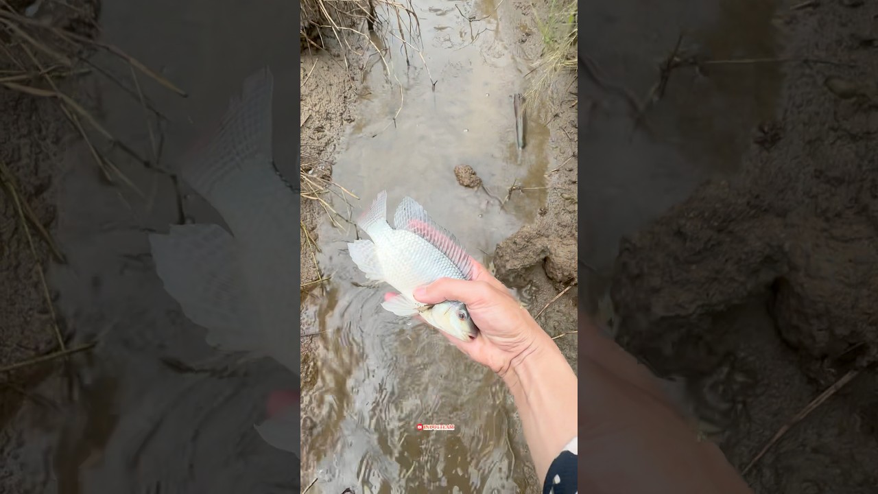 Kuras kering sawah panen ikan jaer babon 🤤🔥