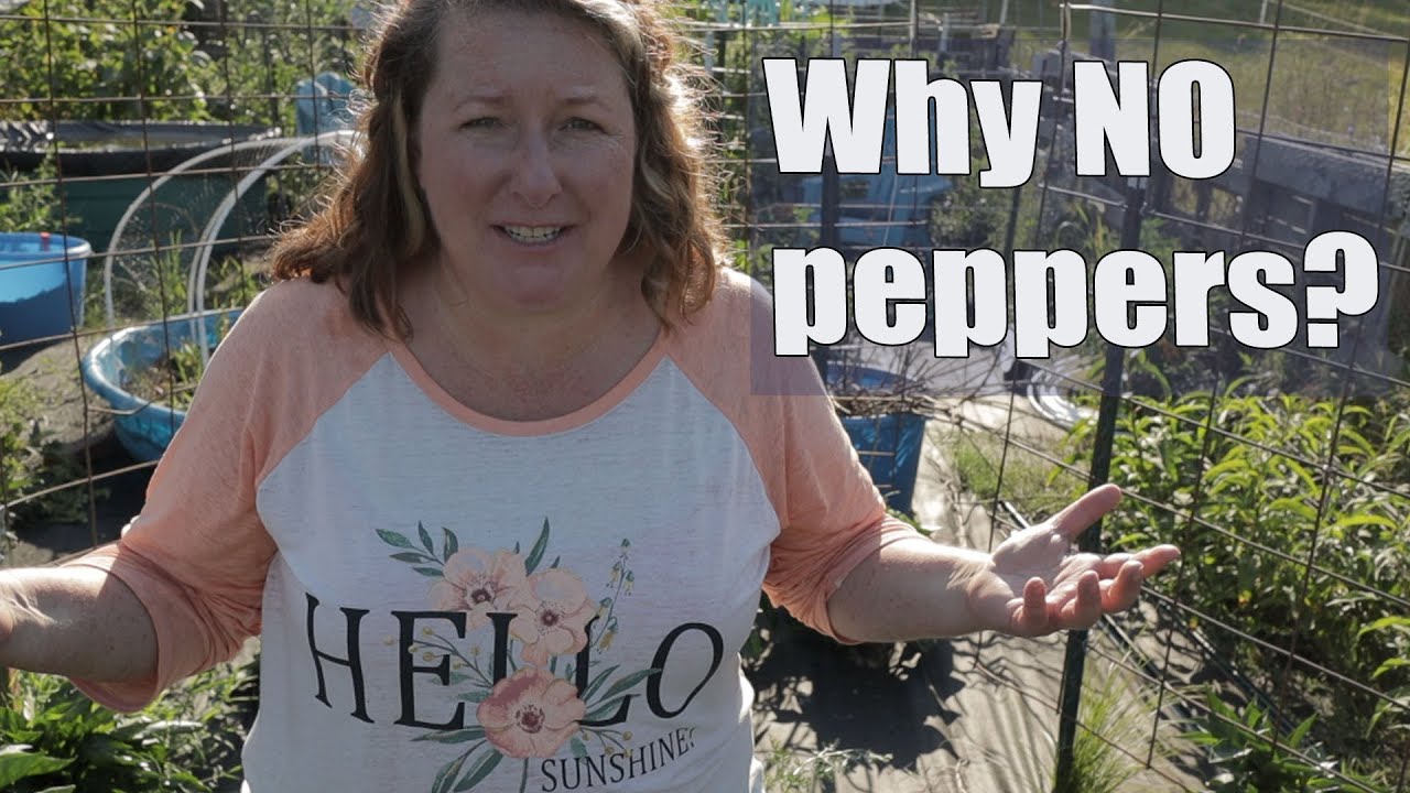 The surprising reason your peppers aren't producing.