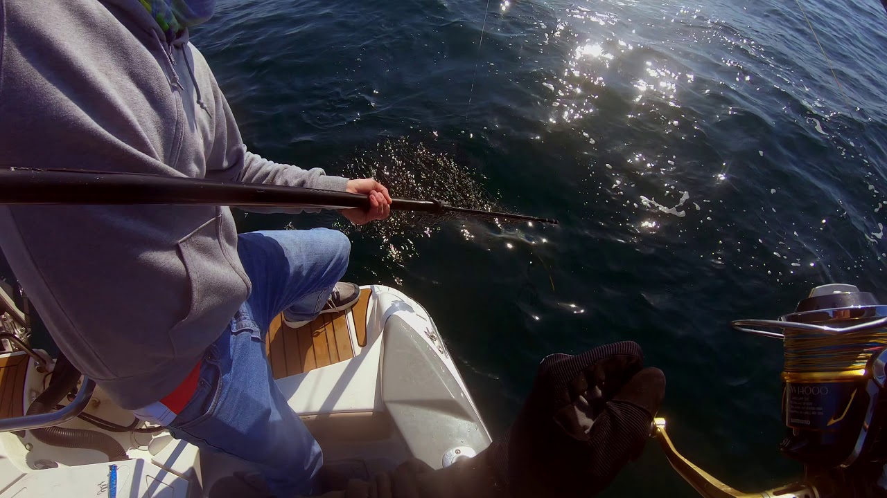 Рыбалка на море.Ловим лакедру Владивосток. Popping yellowtail