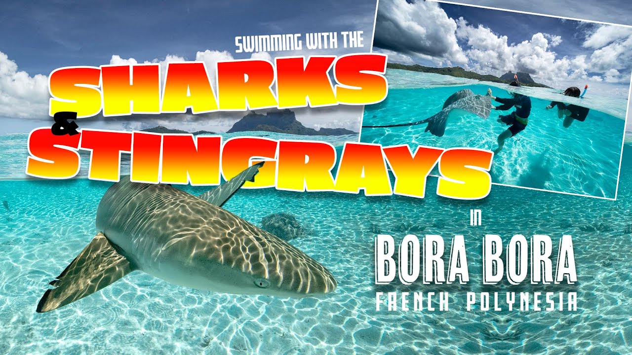 Swimming with Sharks and Stingrays in Bora Bora