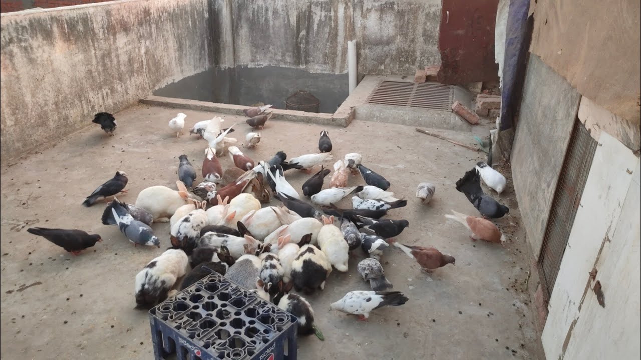 Cute Animals aur Birds 🐇🦜🕊️ Aur hamari Guinea Pigs sab masti mein ghum rahi hai