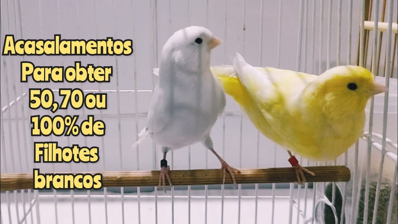 Como formar casais e tirar mais filhotes brancos
