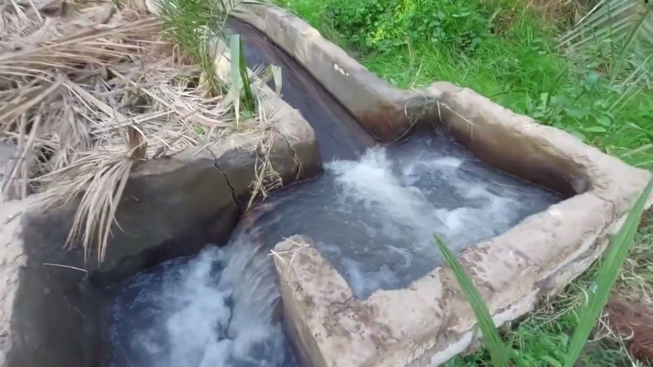 Nature's harmony: White birds amidst the greenery, accompanied by the sound of flowing water.