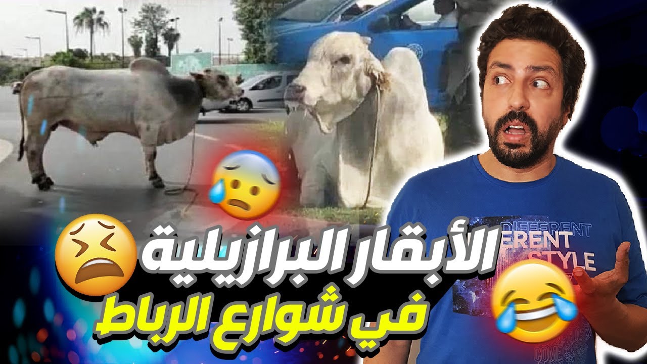 Black Moussiba || 😄🤣 الابقار البرازيلية في شوارع الرباط